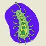 Biologia Basica na Educacao Escolar